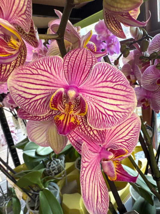 1️⃣. Zebra Phalaenopsis Orchid – Live Big Bloom Pink & Cream Hybrid