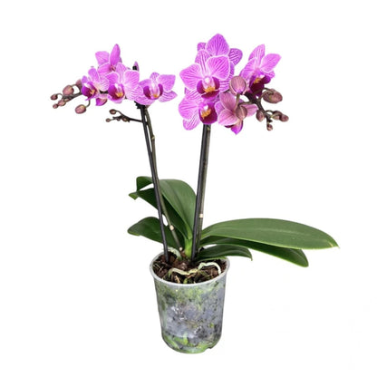 2️⃣3️⃣. Premium MINI BLOOM Live Orchid Plant for Indoors Phalaenopsis 9CM Double Stem Multicolour