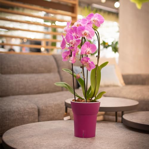 Happyplants Dali-Dea Orchid Self-Watering Flower Pot Planter With Water Level Indicator Water Reserve And Drainage Holes