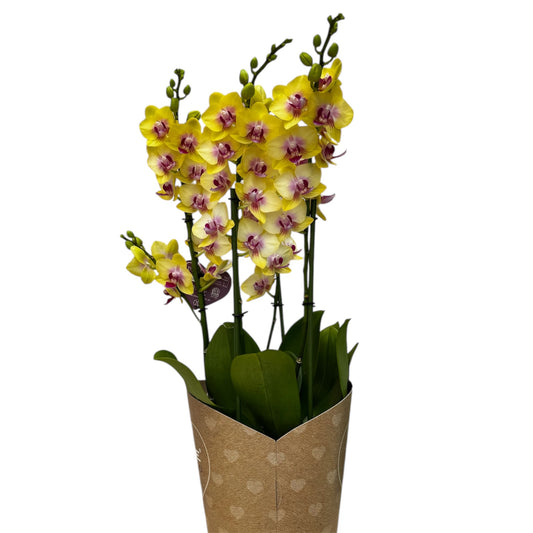 3️⃣6️⃣. I like DUETTO 2orchids in one pot 30-40 blooms