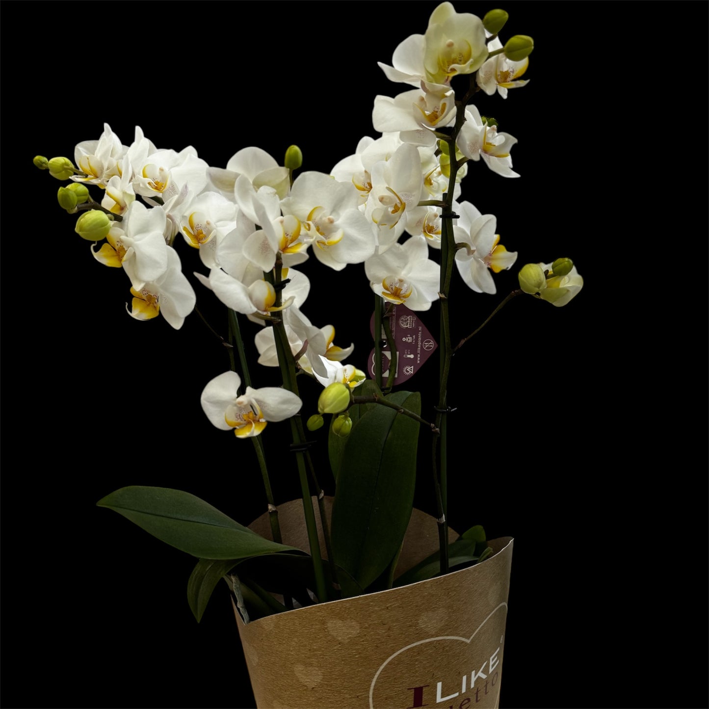 3️⃣6️⃣. I like DUETTO 2orchids in one pot 30-40 blooms