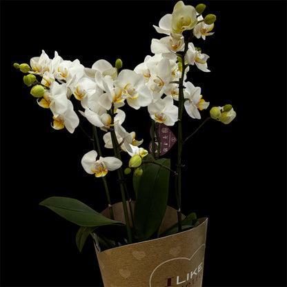 3️⃣6️⃣. I like DUETTO 2orchids in one pot 30-40 blooms