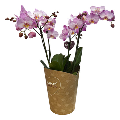3️⃣6️⃣. I like DUETTO 2orchids in one pot 30-40 blooms