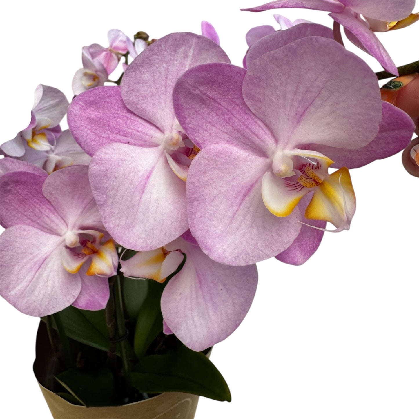 3️⃣6️⃣. I like DUETTO 2orchids in one pot 30-40 blooms