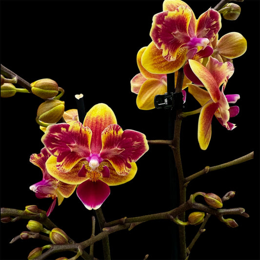 5️⃣5️⃣. Sogo Yellotris Orchid- Peloric Butterfly