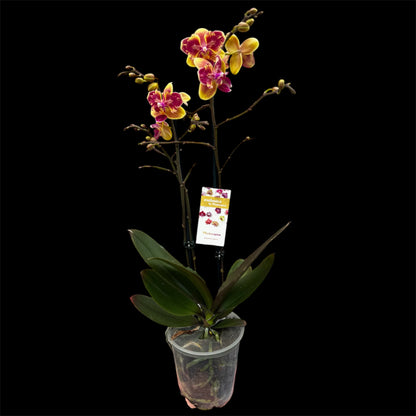 5️⃣5️⃣. Sogo Yellotris Orchid- Peloric Butterfly