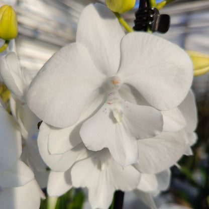 4️⃣8️⃣. PHALAENOPSIS SNOW WHITE - BIG LIP/ WHITE ORCHID