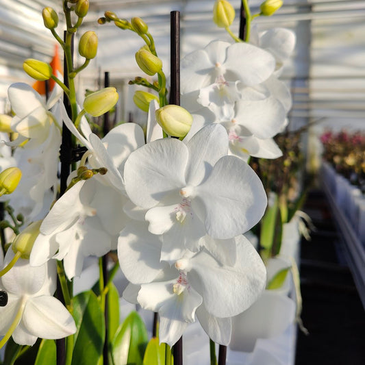 4️⃣8️⃣. PHALAENOPSIS SNOW WHITE - BIG LIP/ WHITE ORCHID