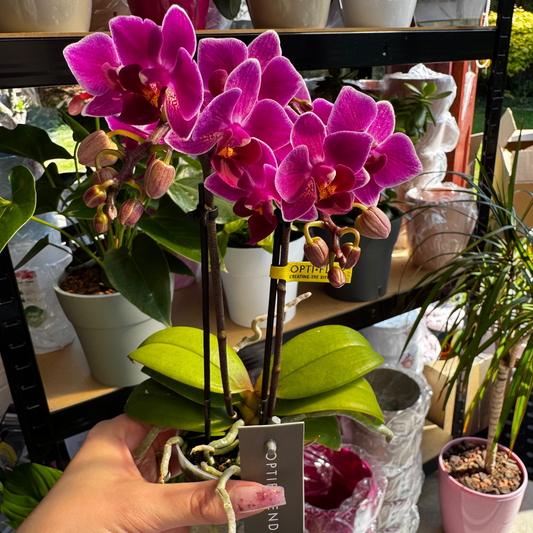 4️⃣6️⃣. Phalaenopsis TINY DOLL – 2 Spike Orchid (7cm Pot, 25cm Height)