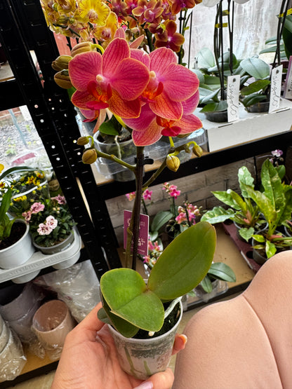 4️⃣6️⃣. Phalaenopsis TINY DOLL – 1 or 2 Spike Orchid (7cm Pot, 25cm Height)