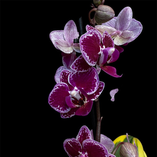 81. RARE Phalaenopsis Magic Leaf - Variegated Orchid - Purple 35CM 2+ Blooming Spikes