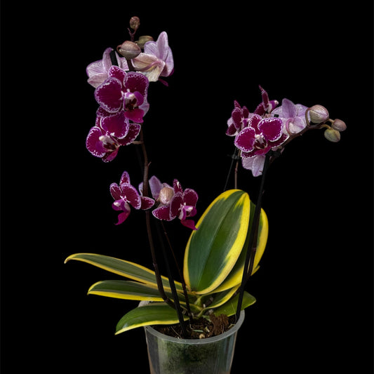 81. RARE Phalaenopsis Magic Leaf - Variegated Orchid - Purple 35CM 2+ Blooming Spikes