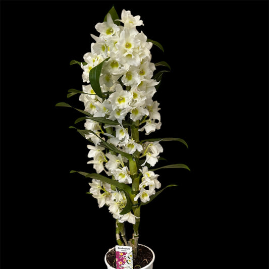 1️⃣0️⃣. Dendrobium Nobilé – white