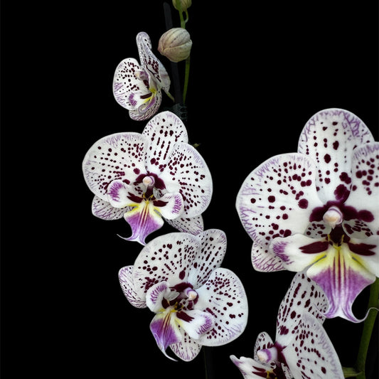 2️⃣9️⃣. Phalaenopsis  LAURA - BIG LIP ORCHID (pet friendly)