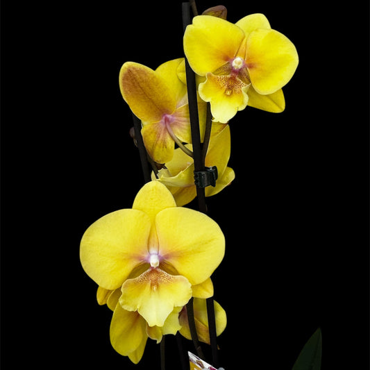 69. Gloria  - BIG LIP Orchid  (pet friendly)