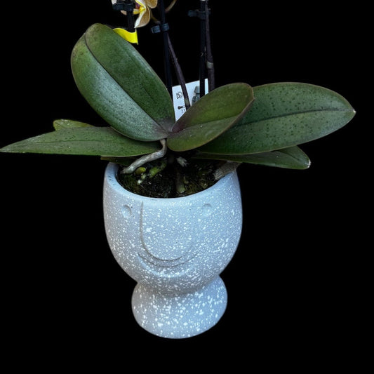 Handmade Ceramic Happy Face Pot- 7CM (suitable for TINY DOLLS orchids) PLANT not included