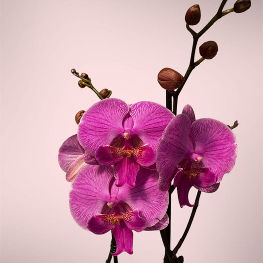 1️⃣5️⃣. Phalaenopsis PINK  - BIG LIP Orchid  (pet friendly)