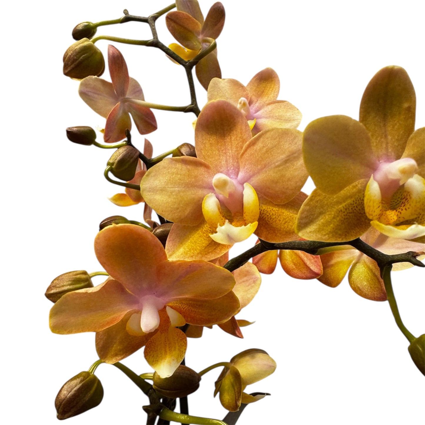 2️⃣6️⃣. SCENTED multiflora orchid-TIGER leaves