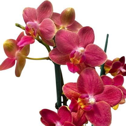 2️⃣6️⃣. SCENTED multiflora orchid-TIGER leaves