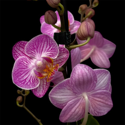 2️⃣3️⃣. Premium MINI BLOOM Live Orchid Plant for Indoors Phalaenopsis 9CM Double Stem Multicolour