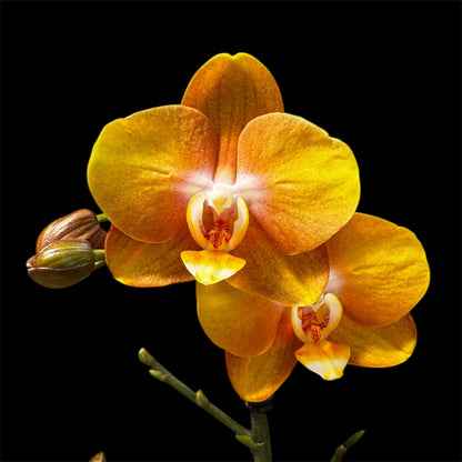 9️⃣. Las Vegas Orchid – 50cm Tall Live Plant Orchid with Stunning Blooms