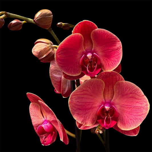 8️⃣. Asian Coral Orchid  – 65cm Tall 1 blooming spike Live Orchid Plant Exotic Coral-Coloured Blooms