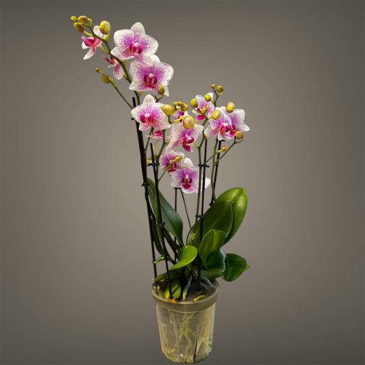 4️⃣. ROTTERDAM 4 Blooming Spikes 50CM Tall Pet friendly