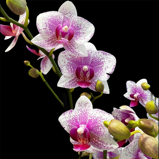 4️⃣. ROTTERDAM 4 Blooming Spikes 50CM Tall Pet friendly