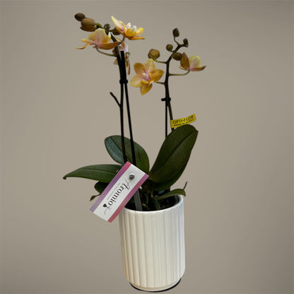 2️⃣. Phalaenopsis SCENTED TINY DOLL  – 2 Spike Orchid (7cm Pot, 25cm Height) With Pot