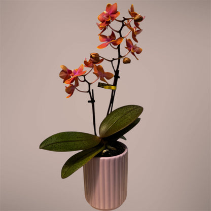 2️⃣. Phalaenopsis SCENTED TINY DOLL  – 2 Spike Orchid (7cm Pot, 25cm Height) With Pot