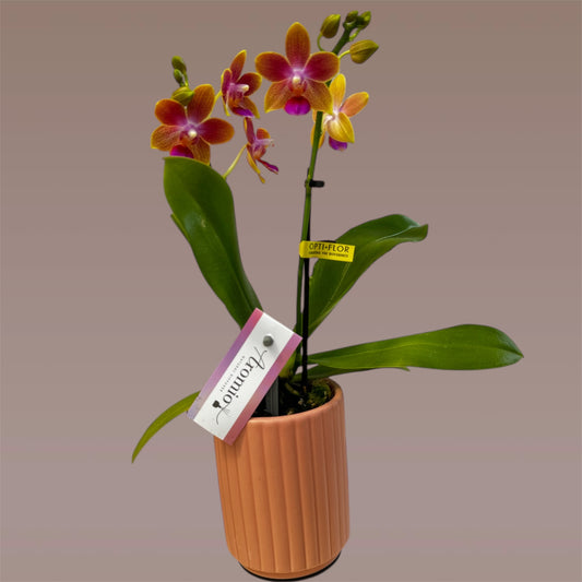 2️⃣. Phalaenopsis SCENTED TINY DOLL  – 2 Spike Orchid (7cm Pot, 25cm Height) With Pot