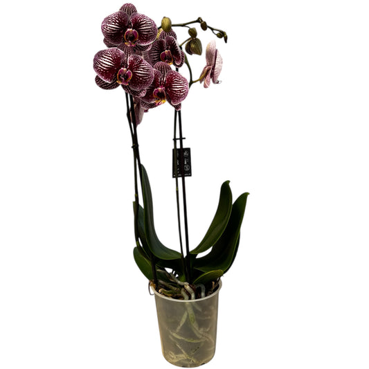 5️⃣. DARK WIZARD Supreme Orchid 55CM Tall Pet Friendly