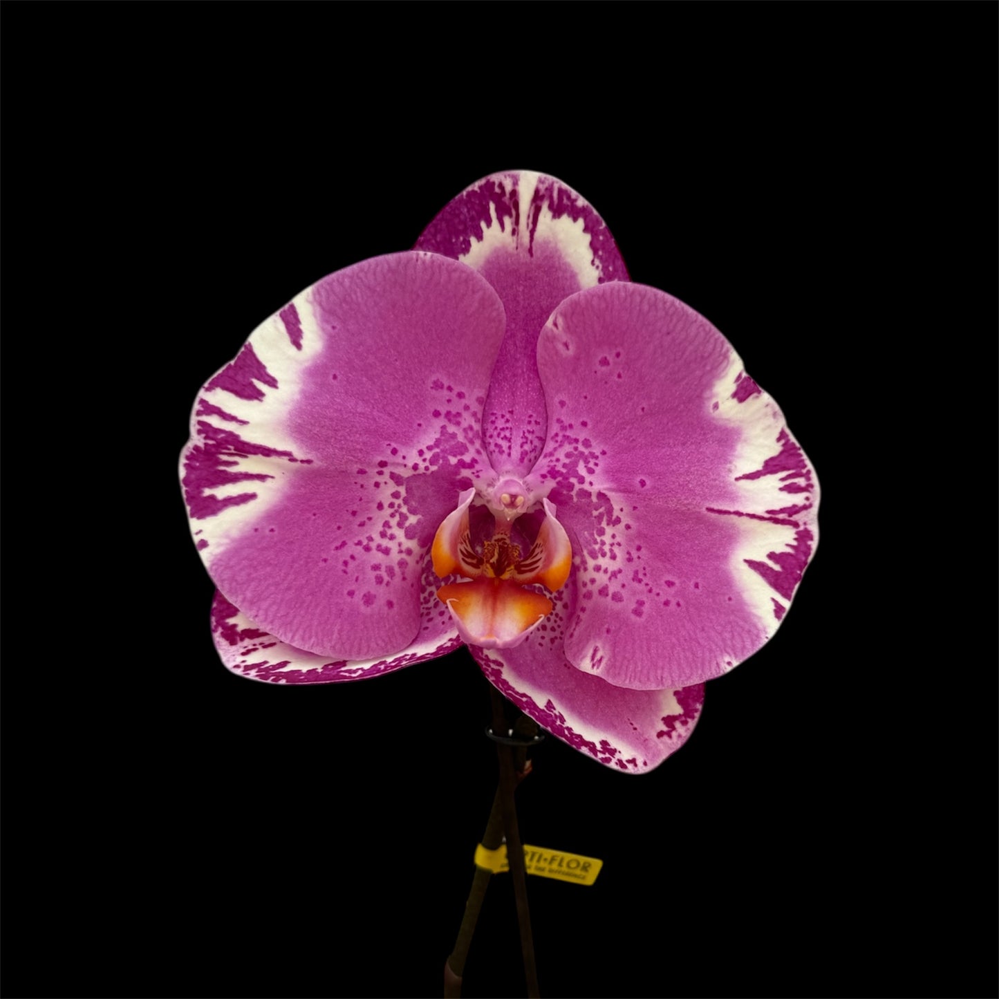 2️⃣7️⃣. Premium Singolo Orchid – XXL Bloom, Single Oversized Flower  9cm Nursery Pot (Decorative Pot Not Included)