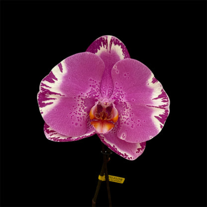 2️⃣7️⃣. Premium Singolo Orchid – XXL Bloom, Single Oversized Flower  9cm Nursery Pot (Decorative Pot Not Included)