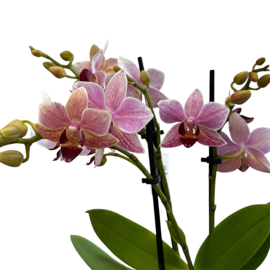 2️⃣5️⃣. Multiflora Orchid – 35cm Tall Live Plant Orchid with Stunning Blooms