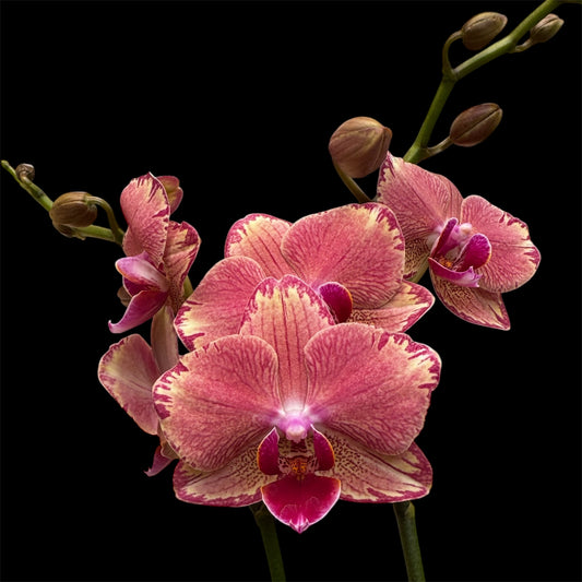 3️⃣4️⃣. Phalaenopsis LARGE ORCHIDS - 2 blooming spikes 60CM Pet friendly