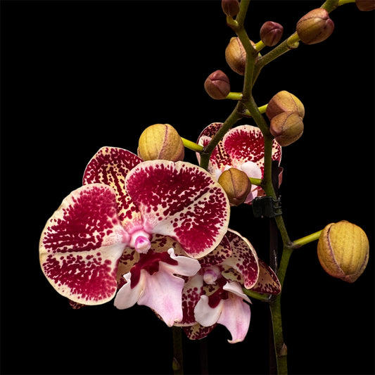 3️⃣3️⃣. Phalaenopsis SIMONE - BIG LIP ORCHID (pet friendly)