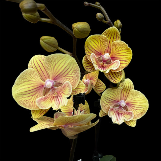 3️⃣1️⃣. Phalaenopsis SOPHIA - BIG LIP ORCHID (pet friendly)