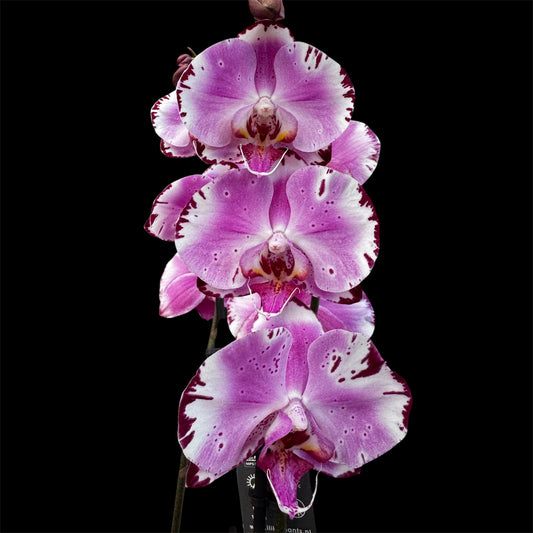 Art Nouveau Pink Star Orchid – Botanical Drama in Bloom , plant only no blooms