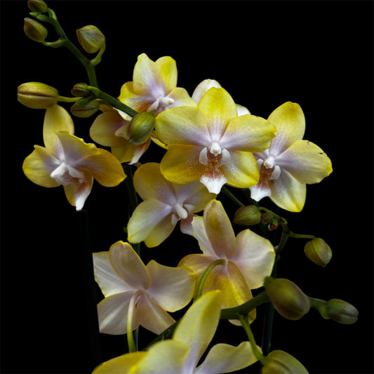 3️⃣7️⃣. Bolgheri Lemon Orchid – Scented Elegance in Bloom