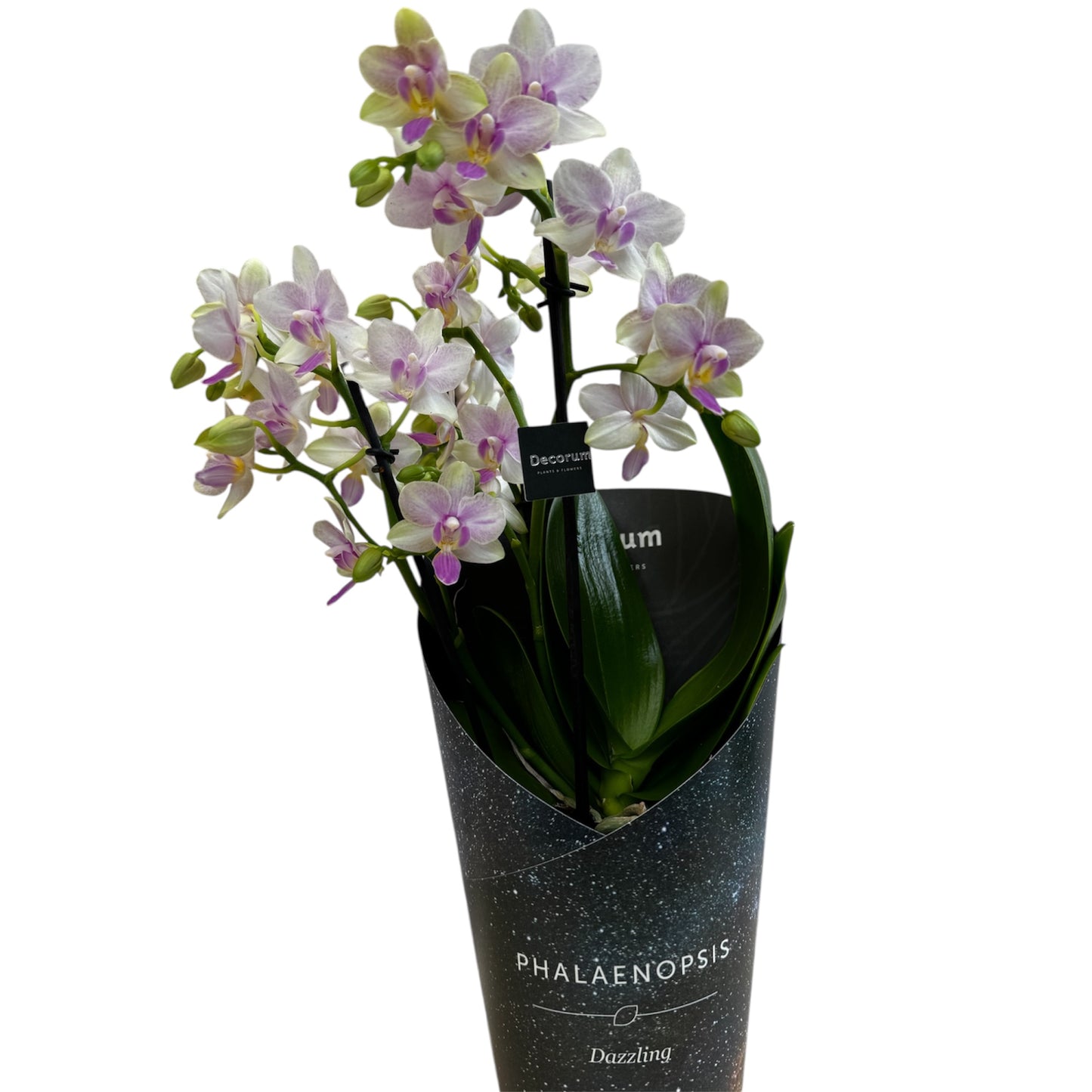 4️⃣2️⃣. Dazzling Collection - Blossom Bliss Orchid 30cm Tall