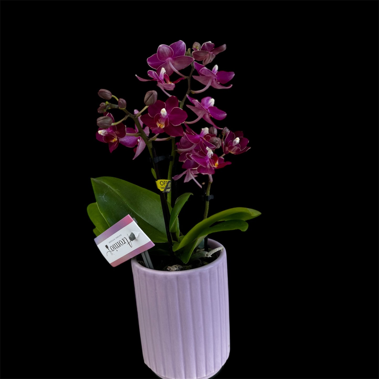 2️⃣. Phalaenopsis SCENTED TINY DOLL  – 2 Spike Orchid (7cm Pot, 25cm Height) With Pot