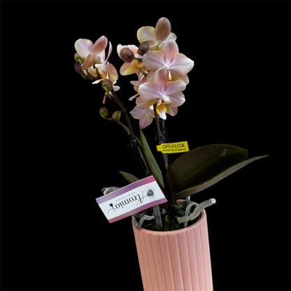 2️⃣. Phalaenopsis SCENTED TINY DOLL  – 2 Spike Orchid (7cm Pot, 25cm Height) With Pot