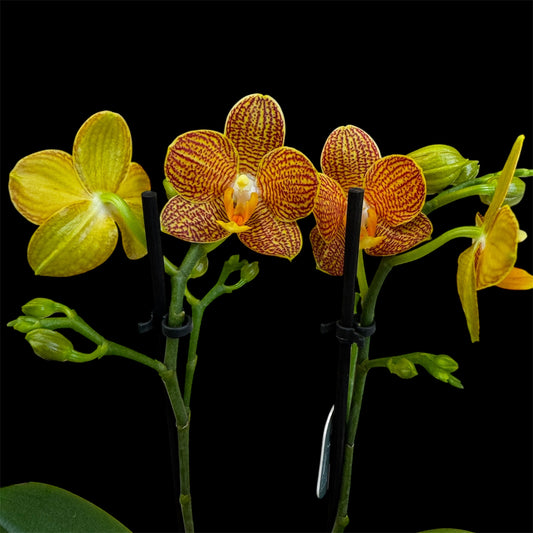 4️⃣3️⃣. Indian Summer Orchid