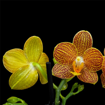 5️⃣4️⃣. Small Phalaenopsis Orchid Mix – Famous Varieties | 9cm Nursery Pot | Single Spike  (pet friendly)