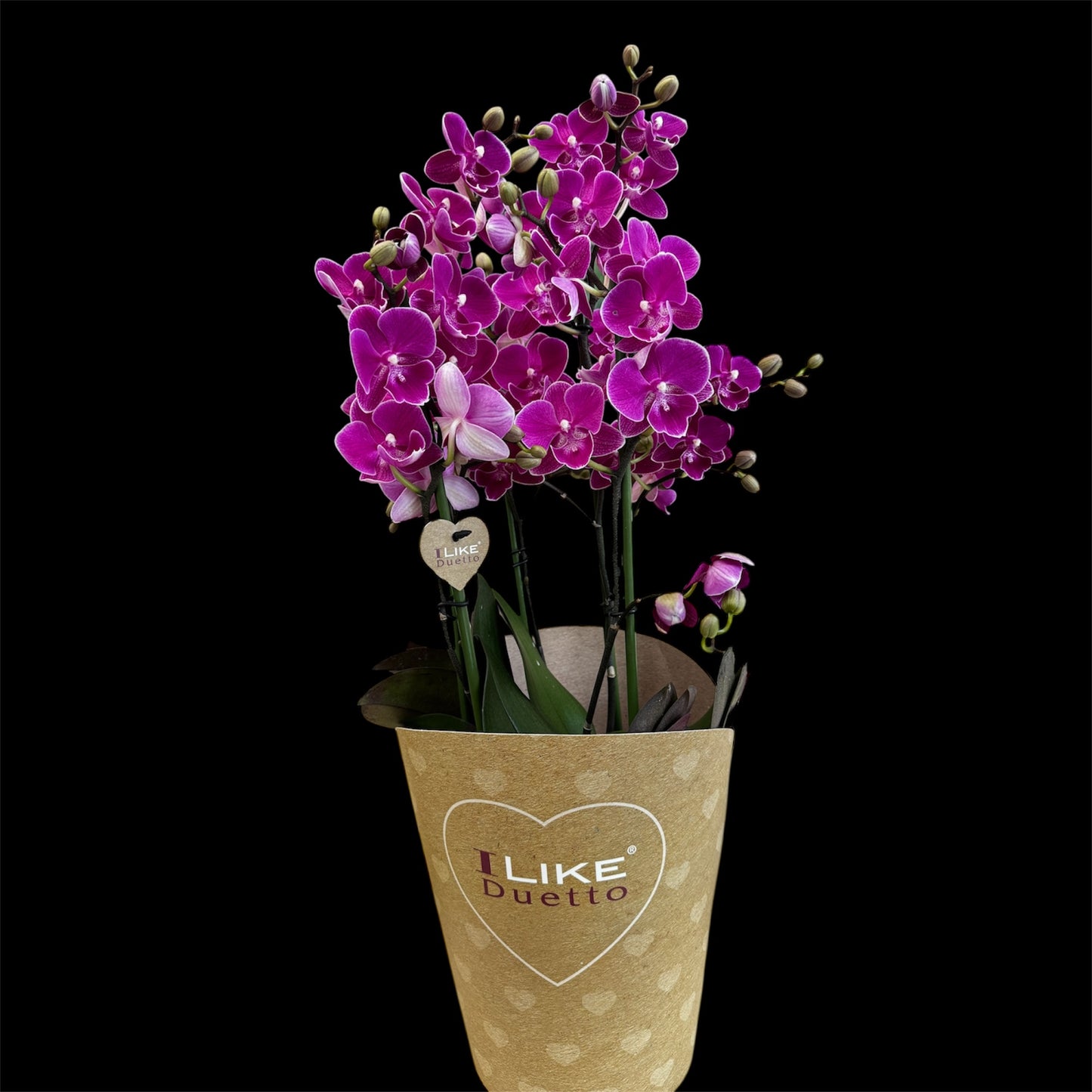 3️⃣6️⃣. I like DUETTO 2orchids in one pot 30-40 blooms