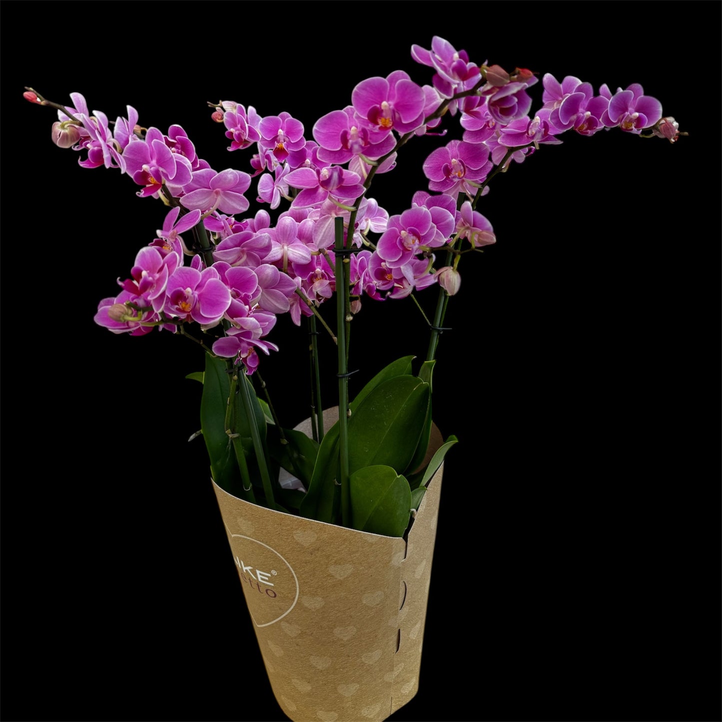 3️⃣6️⃣. I like DUETTO 2orchids in one pot 30-40 blooms
