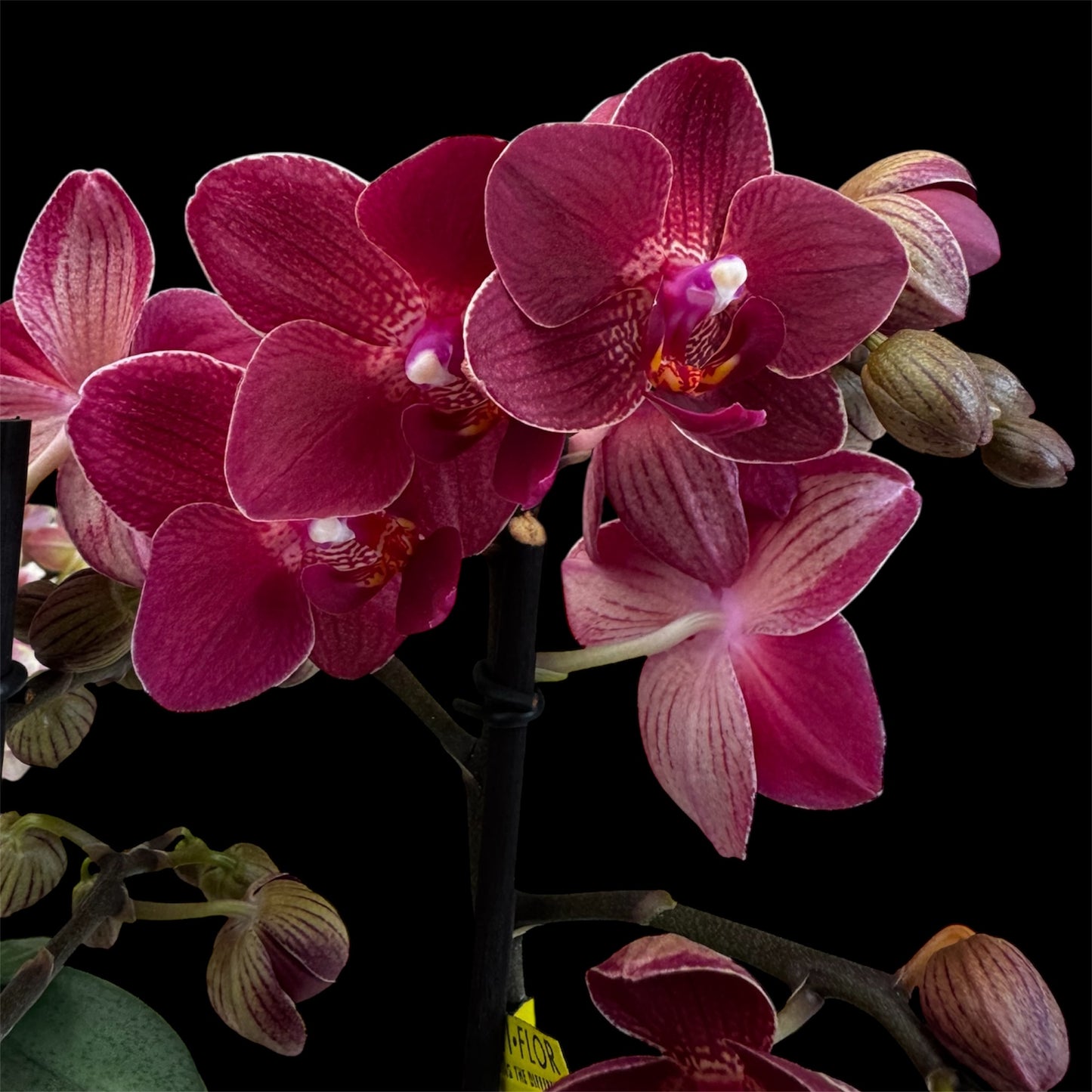 7️⃣6️⃣. Optimost Mix – Famous Orchids