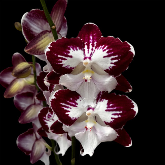 4️⃣7️⃣. Tinkerbell Big Lip Orchid – 55-60cm Tall