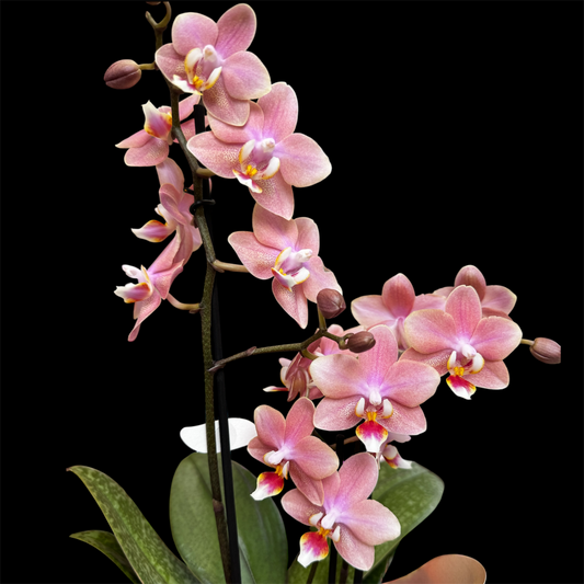 2️⃣6️⃣. SCENTED multiflora orchid-TIGER leaves